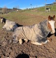 logo Centre Equestre Des Allouets